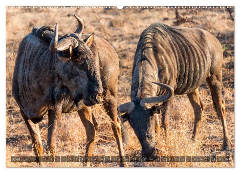 South Africa - The Wildlife (CALVENDO Premium Wall Calendar 2024) 