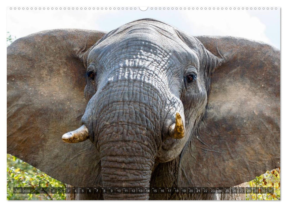 South Africa - The Wildlife (CALVENDO Premium Wall Calendar 2024) 