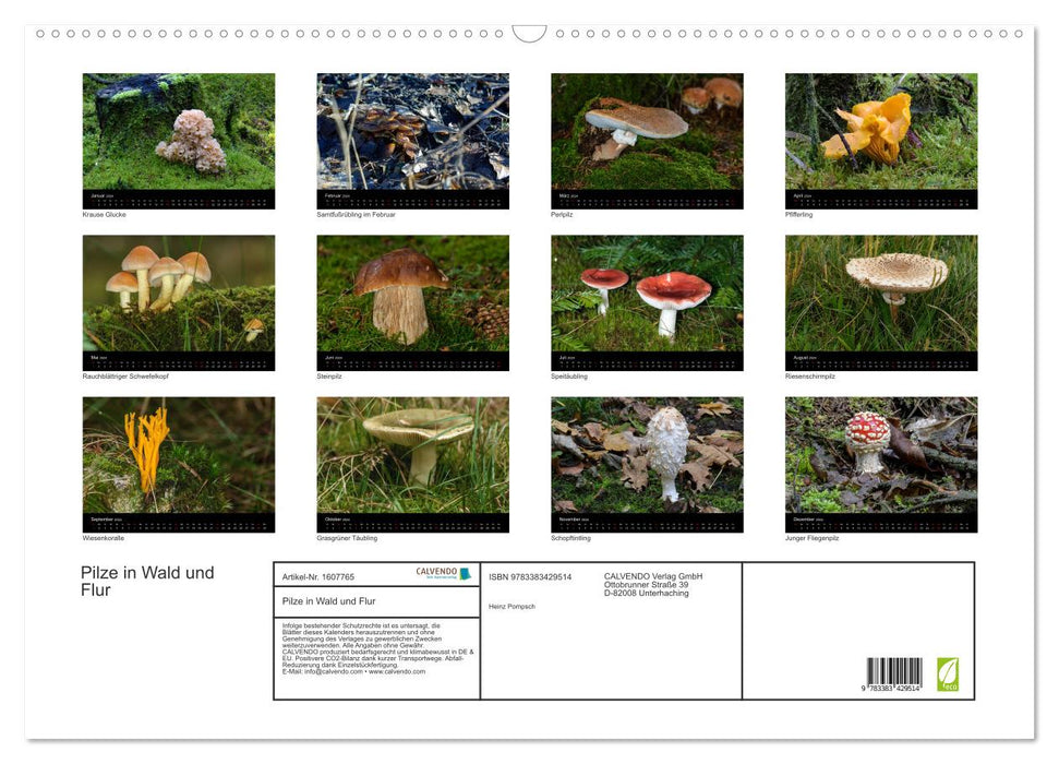 Pilze in Wald und Flur (CALVENDO Wandkalender 2024)