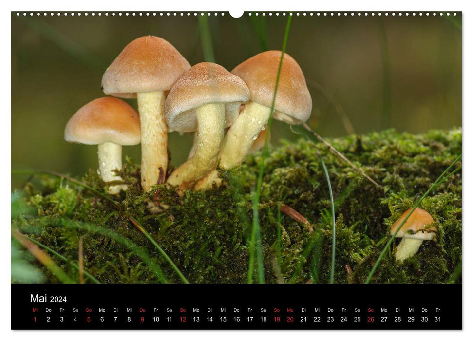 Pilze in Wald und Flur (CALVENDO Wandkalender 2024)