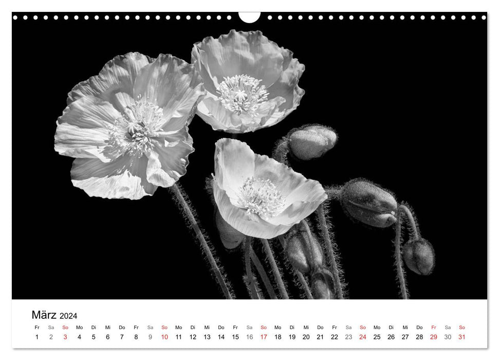 Blumen 2024, Schwarz-Weiß (CALVENDO Wandkalender 2024)