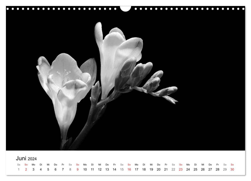 Flowers 2024, black and white (CALVENDO wall calendar 2024) 