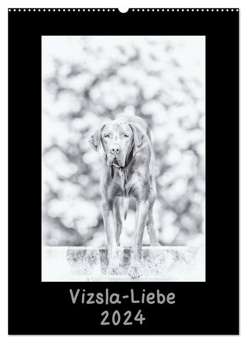 Vizsla Love (CALVENDO Wall Calendar 2024) 