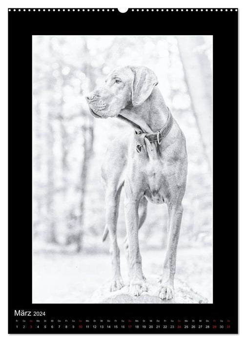 Vizsla Love (CALVENDO Wall Calendar 2024) 