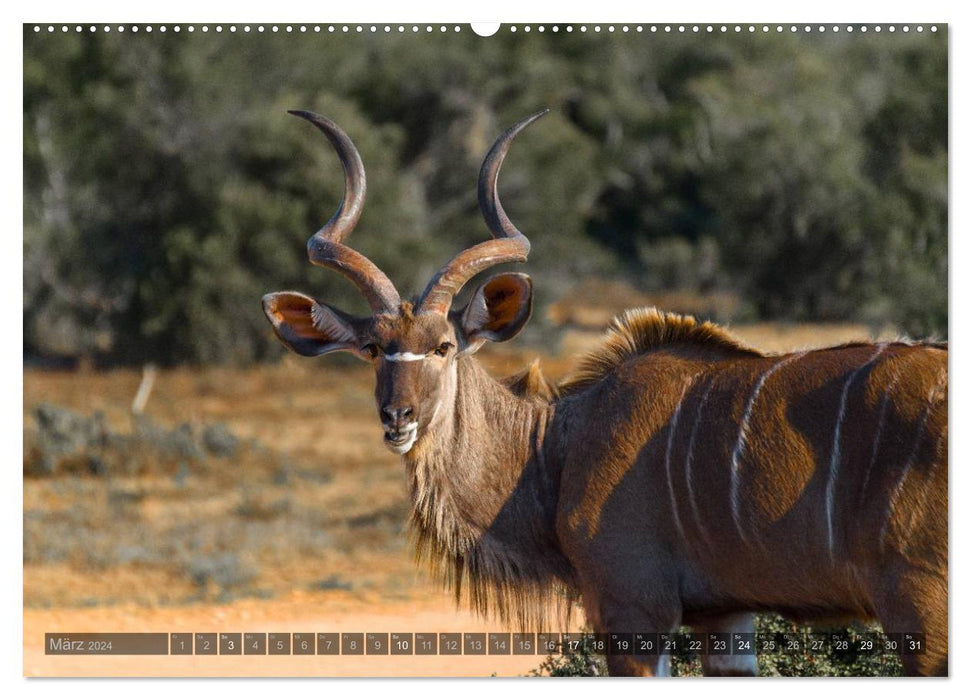 South Africa - The Wildlife (CALVENDO Wall Calendar 2024) 