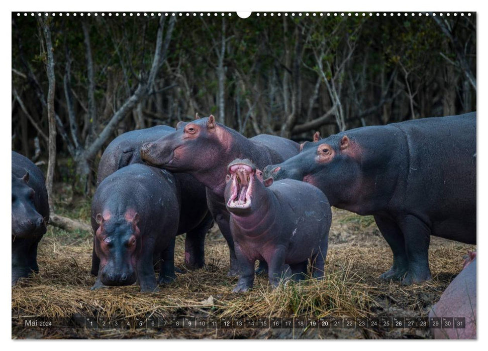 South Africa - The Wildlife (CALVENDO Wall Calendar 2024) 