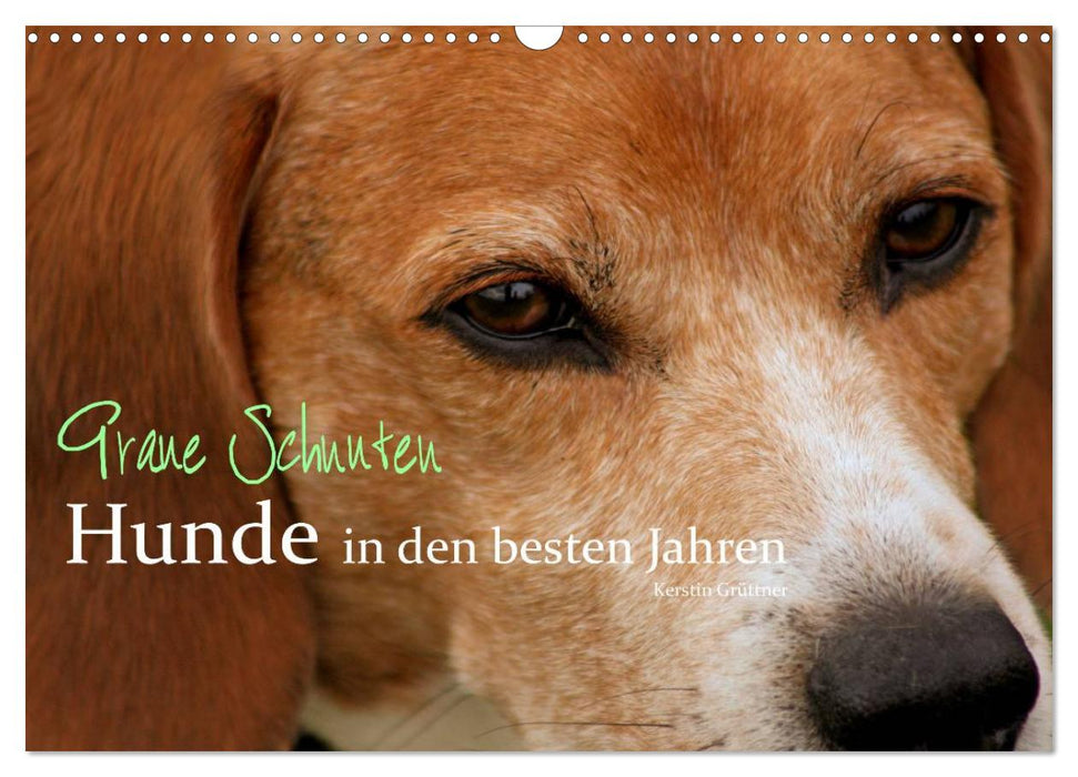 Graue Schnuten - Hunde in den besten Jahren (CALVENDO Wandkalender 2024)