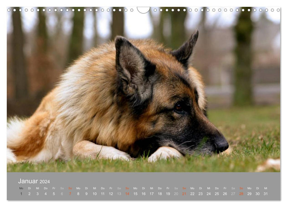 Gray snouts - dogs in their best years (CALVENDO wall calendar 2024) 