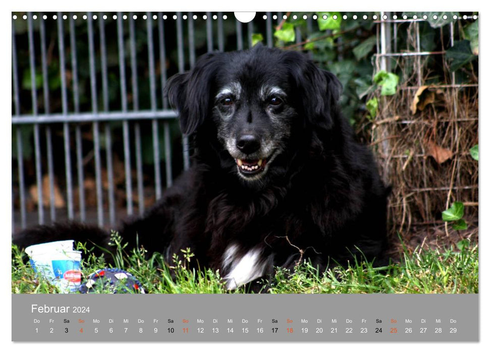 Gray snouts - dogs in their best years (CALVENDO wall calendar 2024) 