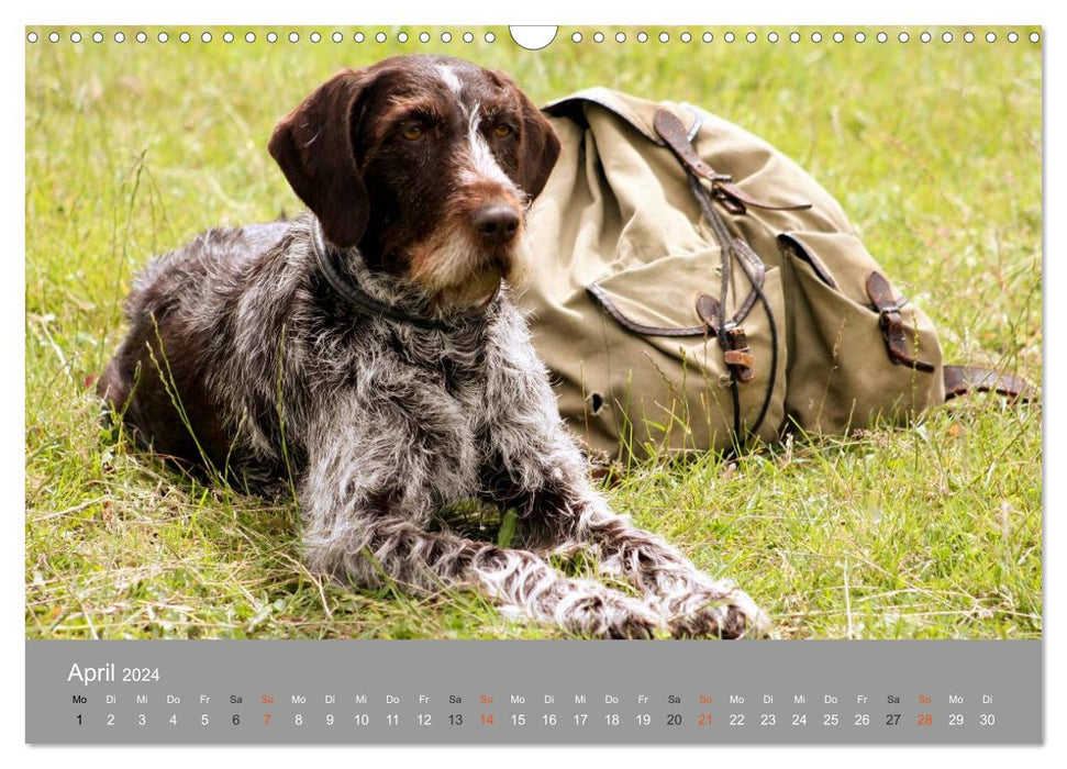 Gray snouts - dogs in their best years (CALVENDO wall calendar 2024) 