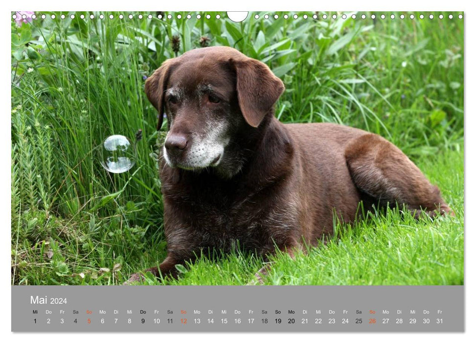 Graue Schnuten - Hunde in den besten Jahren (CALVENDO Wandkalender 2024)