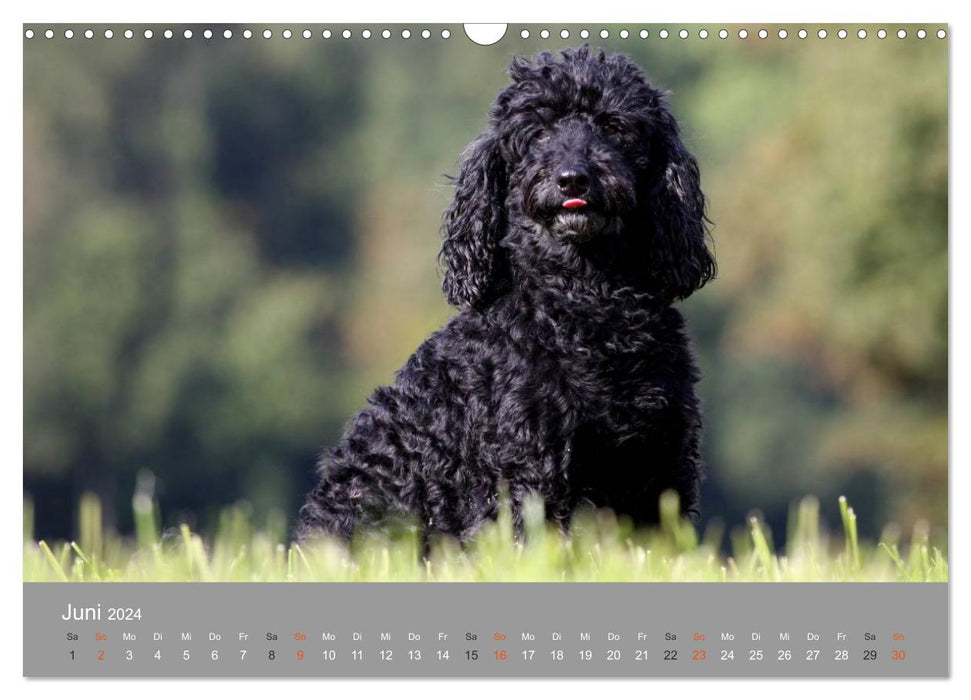 Museau gris - chiens dans leurs meilleures années (calendrier mural CALVENDO 2024) 