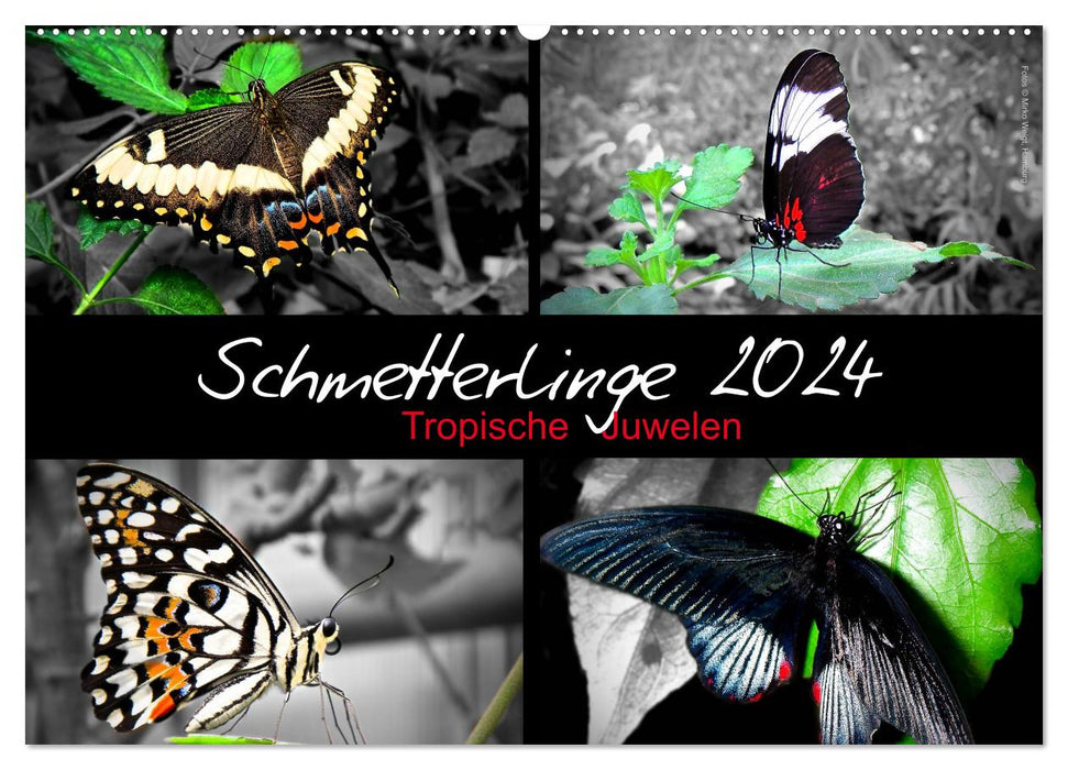 Butterflies 2024 - Tropical Jewels (CALVENDO Wall Calendar 2024) 