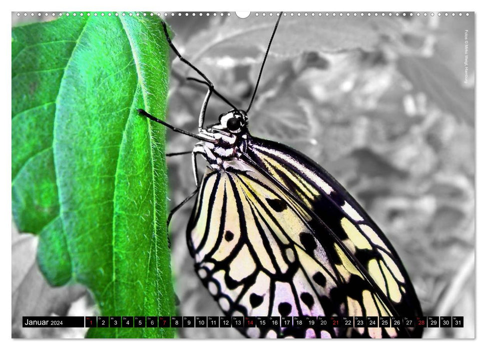 Butterflies 2024 - Tropical Jewels (CALVENDO Wall Calendar 2024) 