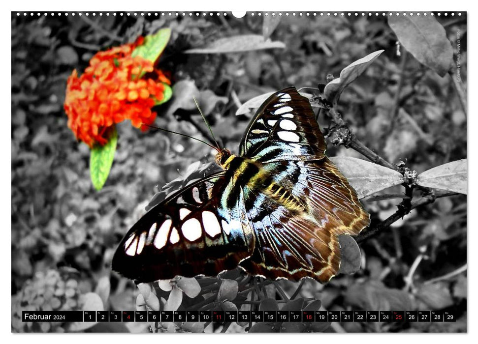 Butterflies 2024 - Tropical Jewels (CALVENDO Wall Calendar 2024) 