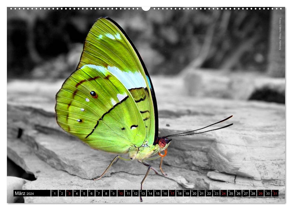 Papillons 2024 – Bijoux tropicaux (Calendrier mural CALVENDO 2024) 