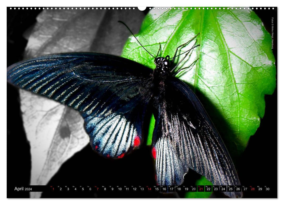Schmetterlinge 2024 - Tropische Juwelen (CALVENDO Wandkalender 2024)