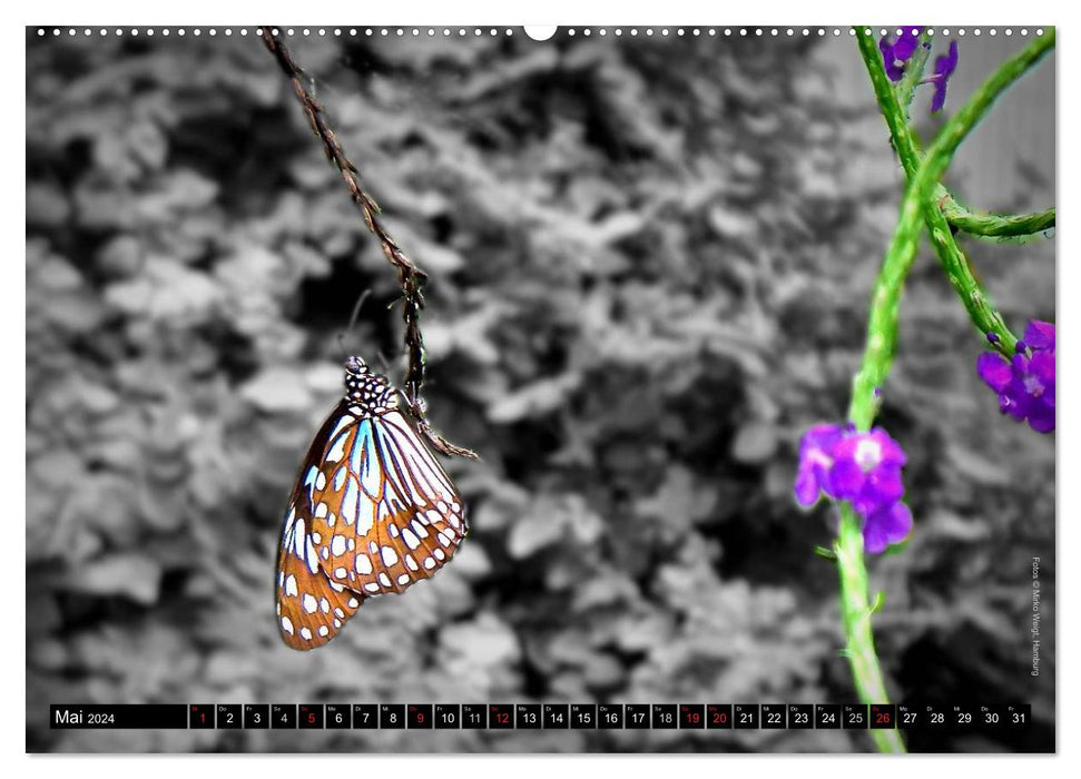 Butterflies 2024 - Tropical Jewels (CALVENDO Wall Calendar 2024) 