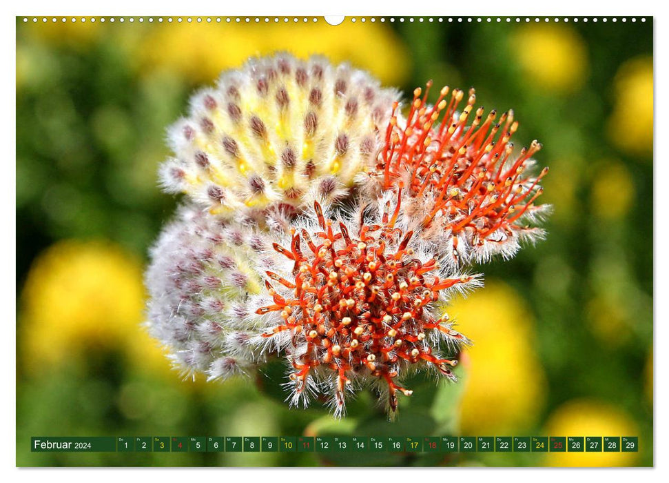 Fleurs sauvages d'Afrique du Sud - fleurs dans la région du Cap (calendrier mural CALVENDO 2024) 