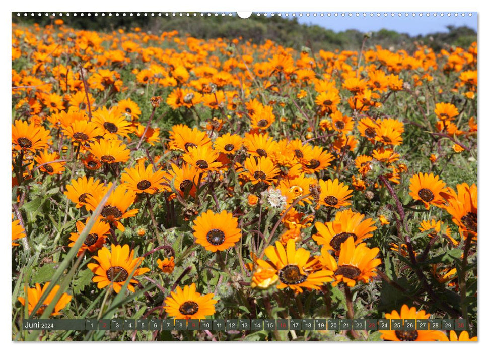 Fleurs sauvages d'Afrique du Sud - fleurs dans la région du Cap (calendrier mural CALVENDO 2024) 