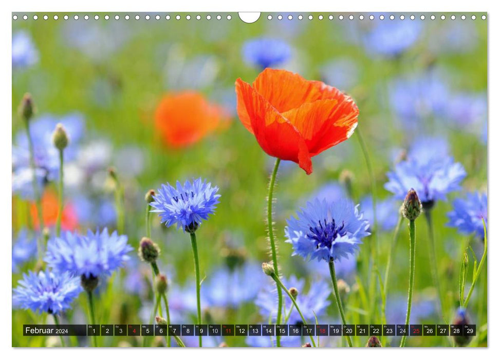 Farbtupfer auf sommerlichen Feldern - Mohn und Kornblumen (CALVENDO Wandkalender 2024)