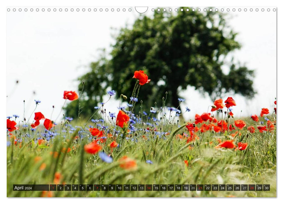 Farbtupfer auf sommerlichen Feldern - Mohn und Kornblumen (CALVENDO Wandkalender 2024)