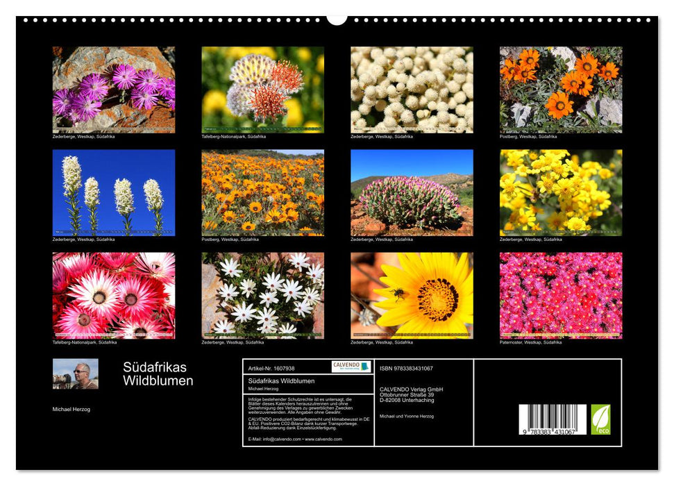 South Africa's wildflowers - blooms in the Cape region (CALVENDO Premium Wall Calendar 2024) 