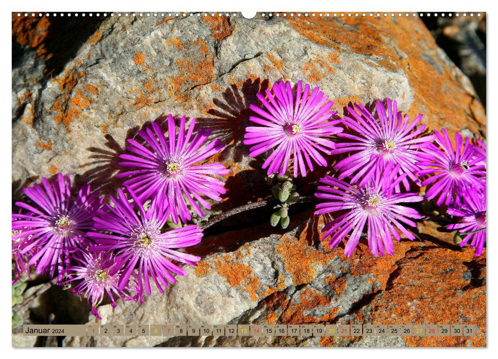 South Africa's wildflowers - blooms in the Cape region (CALVENDO Premium Wall Calendar 2024) 