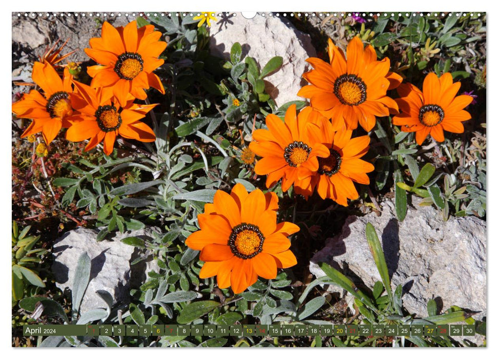 Fleurs sauvages d'Afrique du Sud - fleurissent dans la région du Cap (Calvendo Premium Wall Calendar 2024) 