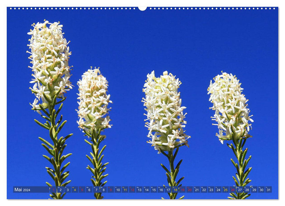 Fleurs sauvages d'Afrique du Sud - fleurissent dans la région du Cap (Calvendo Premium Wall Calendar 2024) 