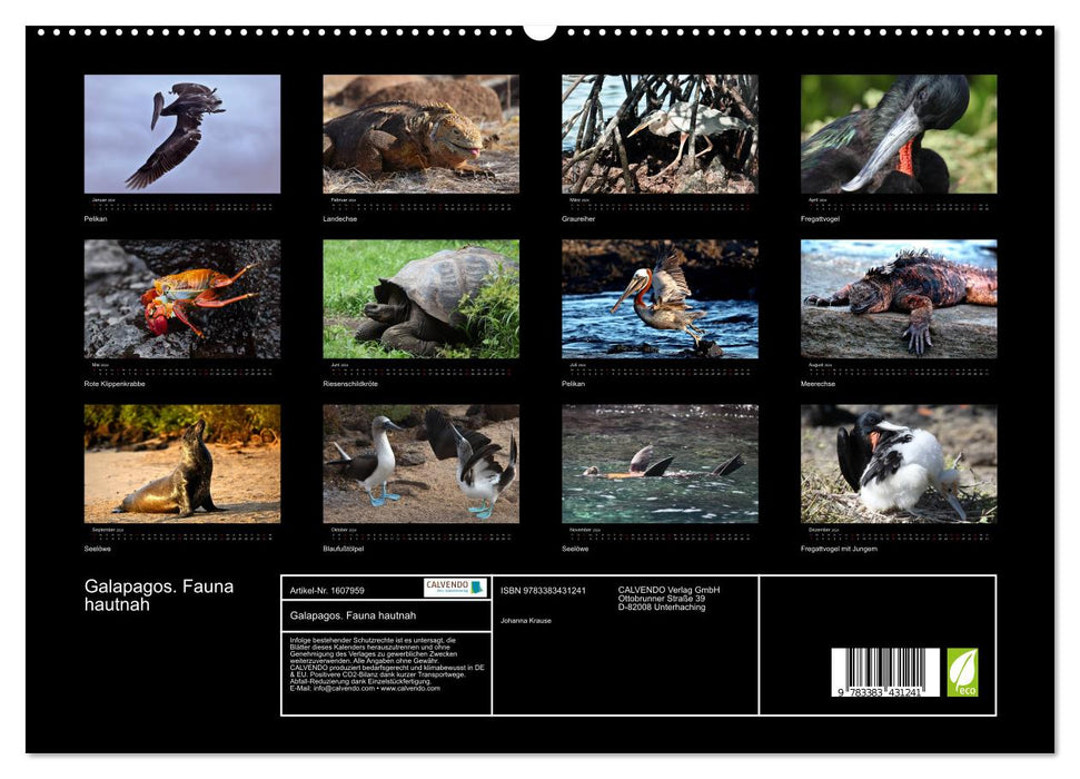 Galapagos. Fauna up close (CALVENDO Premium Wall Calendar 2024) 