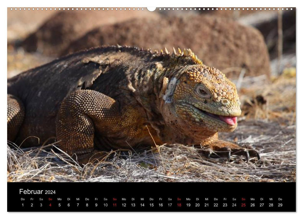 Galapagos. Faune de près (Calendrier mural CALVENDO Premium 2024) 