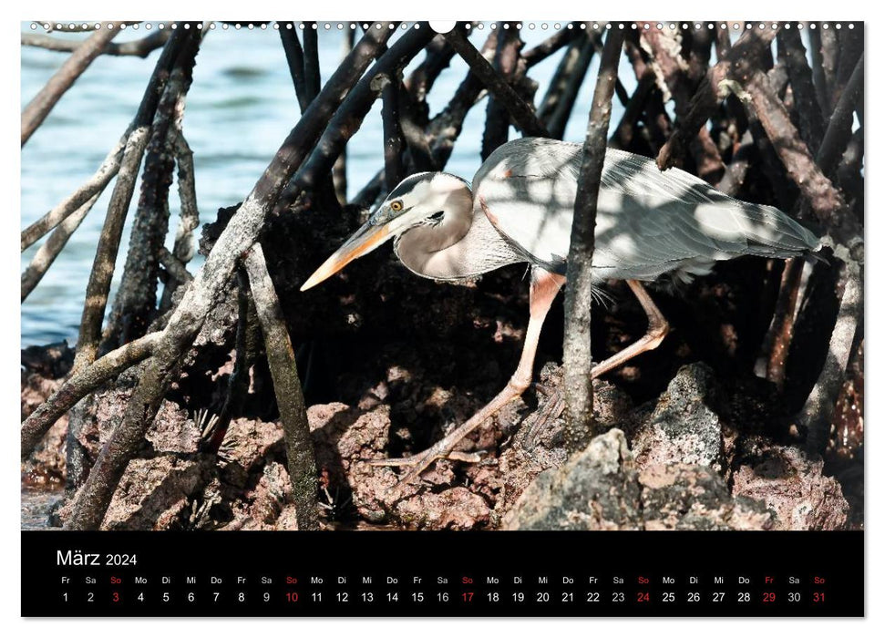 Galapagos. Fauna up close (CALVENDO Premium Wall Calendar 2024) 