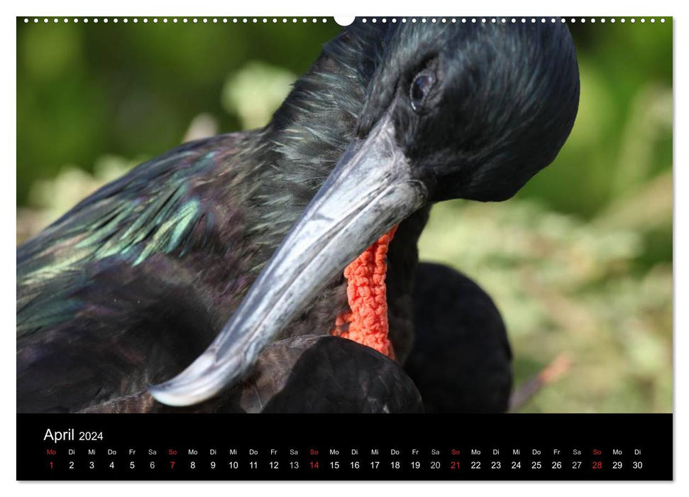 Galapagos. Fauna up close (CALVENDO Premium Wall Calendar 2024) 