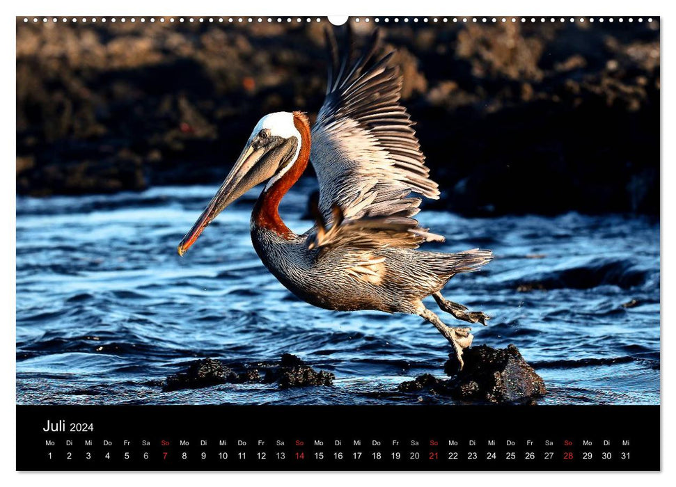 Galapagos. Faune de près (Calendrier mural CALVENDO Premium 2024) 