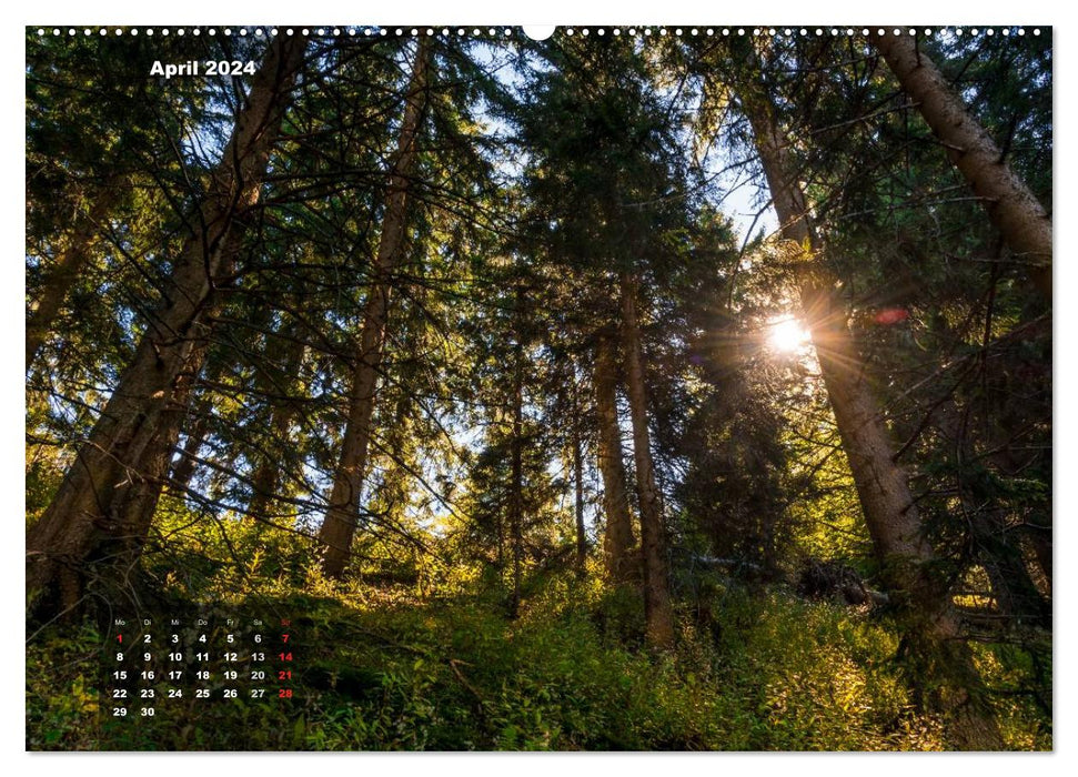 Enchanting forest landscapes (CALVENDO Premium Wall Calendar 2024) 