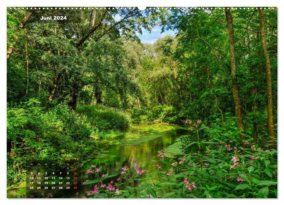 Enchanting forest landscapes (CALVENDO Premium Wall Calendar 2024) 