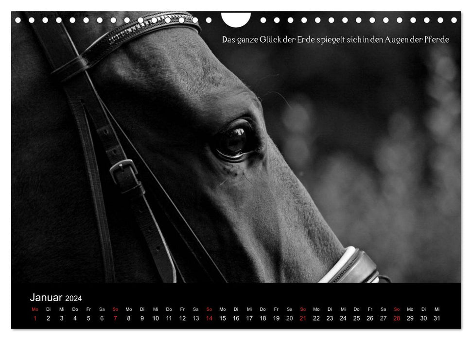 Passion - Horses and Ponies (CALVENDO Wall Calendar 2024) 