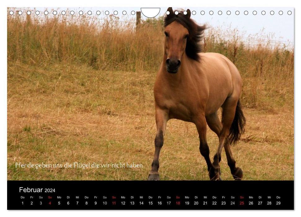 Passion - Horses and Ponies (CALVENDO Wall Calendar 2024) 