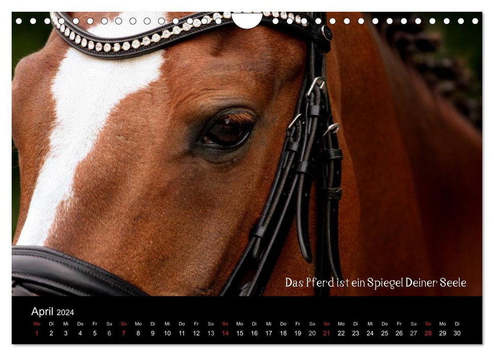 Passion - Horses and Ponies (CALVENDO Wall Calendar 2024) 