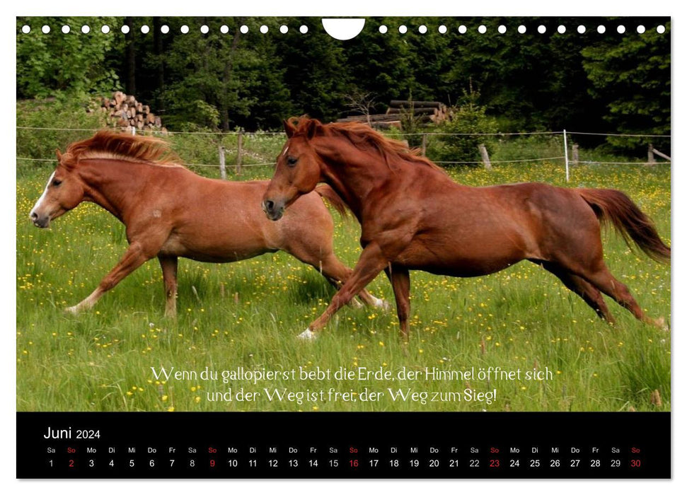 Passion - Pferde und Ponys (CALVENDO Wandkalender 2024)