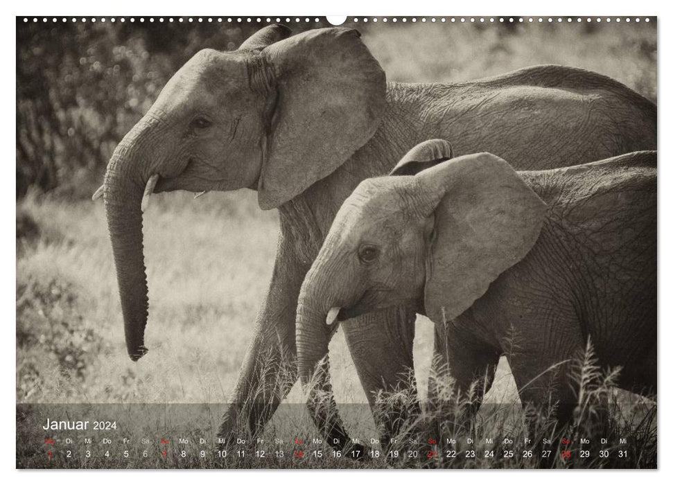 Safari Vintage (CALVENDO Premium Wall Calendar 2024) 