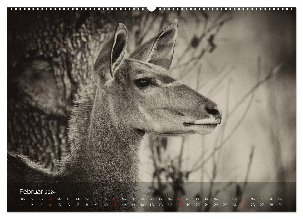 Safari Vintage (CALVENDO Premium Wandkalender 2024)