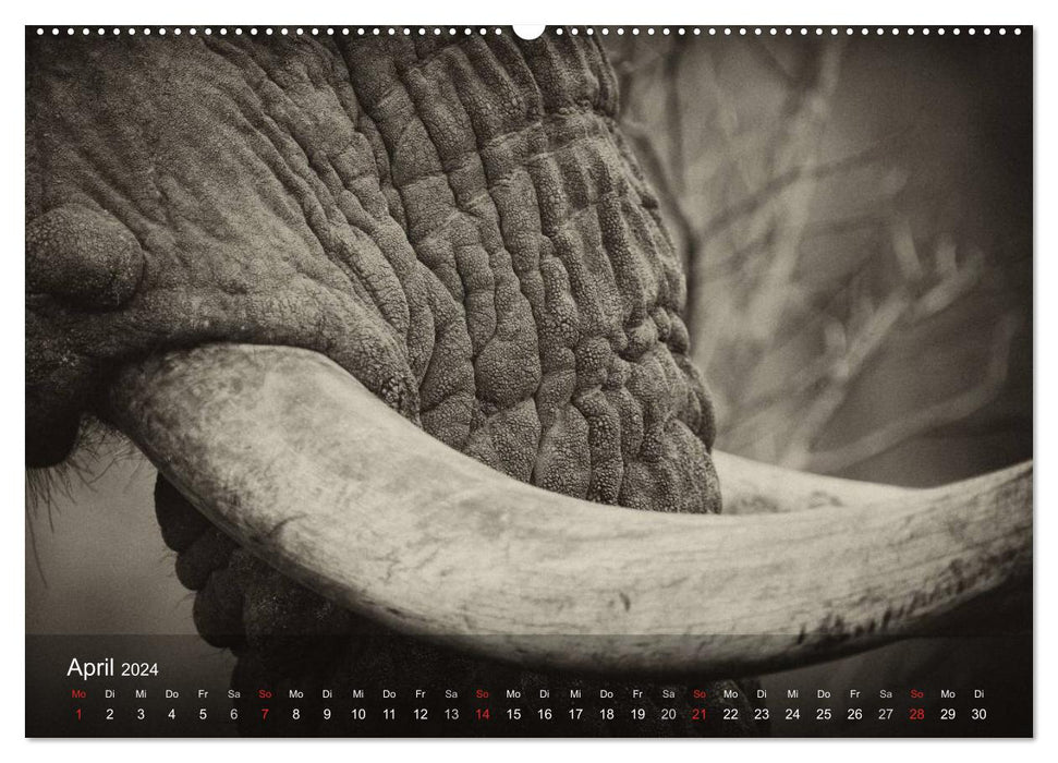Safari Vintage (CALVENDO Premium Wall Calendar 2024) 
