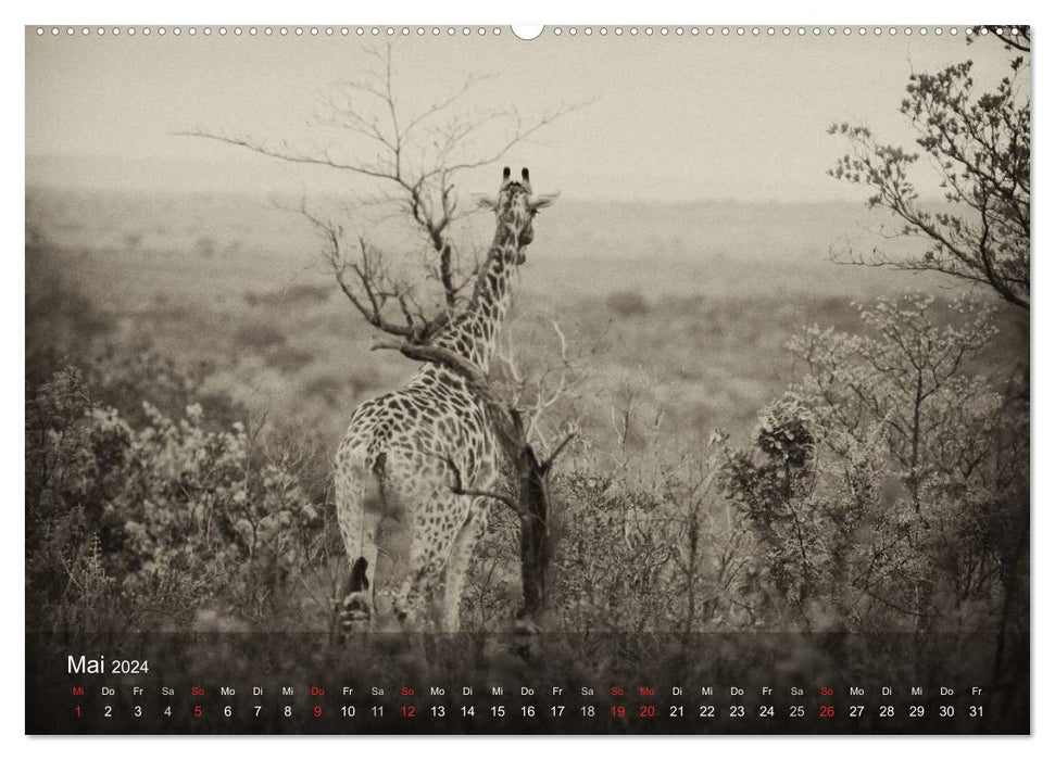 Safari Vintage (CALVENDO Premium Wandkalender 2024)