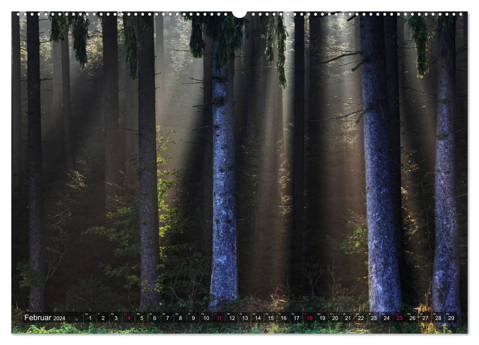 Illumination dans la forêt (Calendrier mural CALVENDO Premium 2024) 