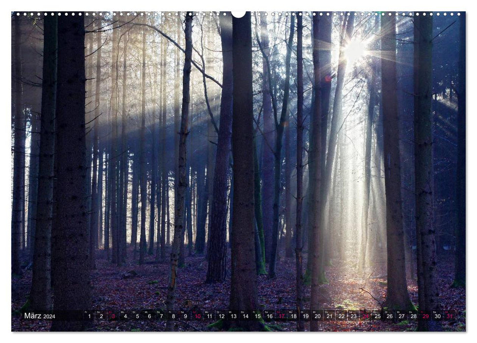 Illumination dans la forêt (Calendrier mural CALVENDO Premium 2024) 