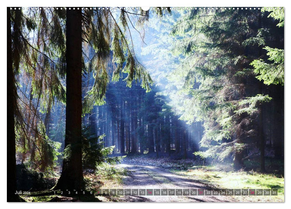 Erleuchtung im Wald (CALVENDO Premium Wandkalender 2024)