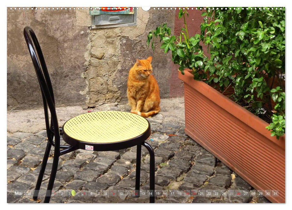 Rome - the cozy district of Trastevere (CALVENDO Premium Wall Calendar 2024) 