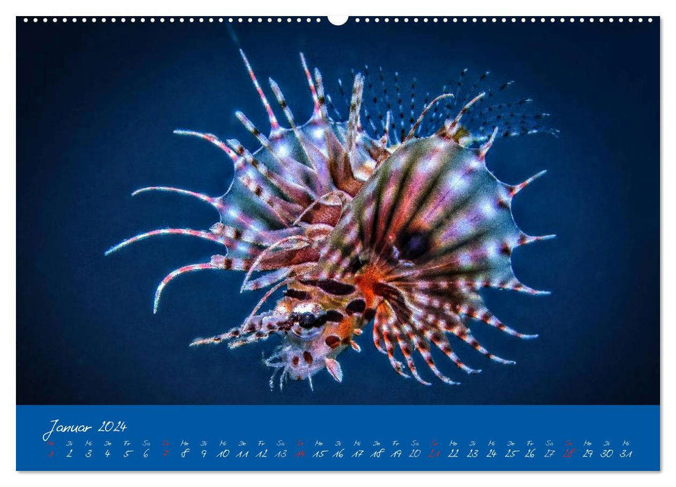Meer sehen - Abenteuer Tauchen (CALVENDO Premium Wandkalender 2024)